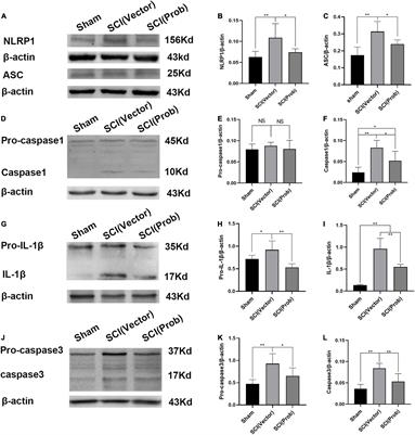 Neuroprotective Effects of the Pannexin-1 Channel Inhibitor: Probenecid on Spinal Cord Injury in Rats